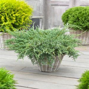 Juniperus squamata Blue Carpet