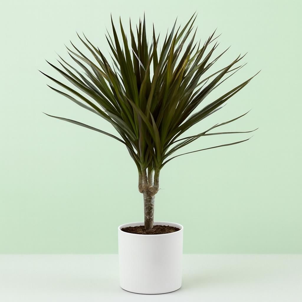 plantsome calathea Calathea Lancifolia | Rattlesnake | 8