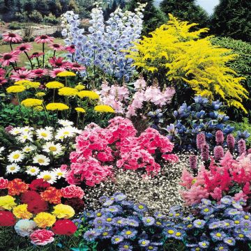 40 Plant Collection