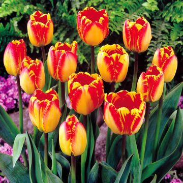 Tulip Banja Luca
