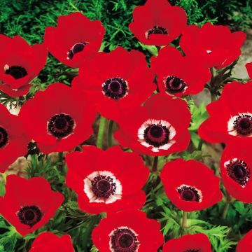 Anemone coronaria Hollandia