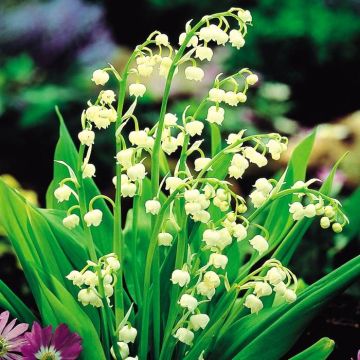 Convallaria majellis 'Lilly of
