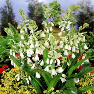 Galtonia candicans