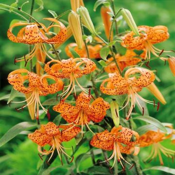 Lilium Tigrinum 'Splendens'