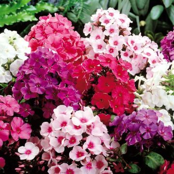 Phlox Paniculata Mix