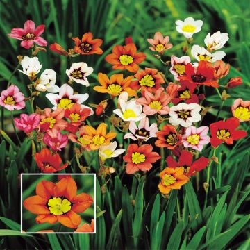 Sparaxis + bloem inzet