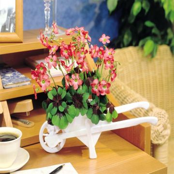 Oxalis Iron Cross Wheelbarrow