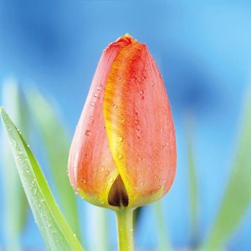 Tulip Darwin hybride Apeldoorn