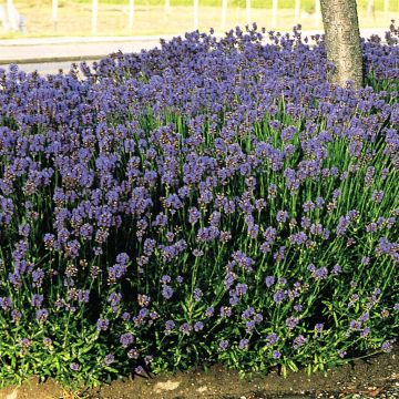 Lavendula A