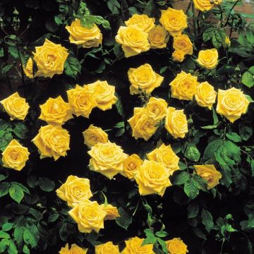 Climbing Rose Golden Shower