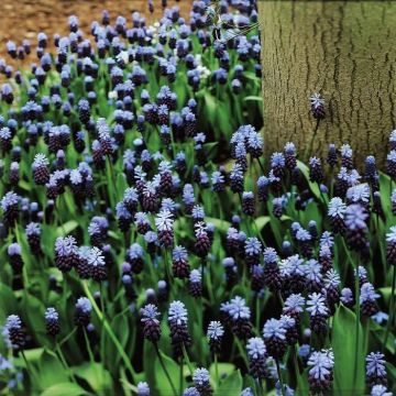 Muscari latifolium Groep A