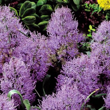 Muscari plumosum