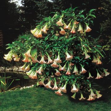 Brugmansia Pink