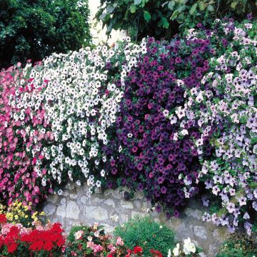 Petunia Cascadia op muur