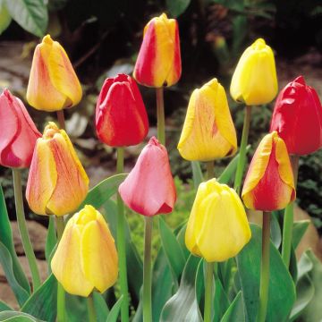 Tulip Darwin hybride Mixture