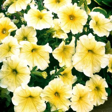 Petunia Mirage Buttercream