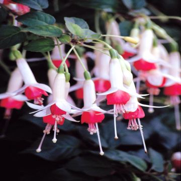 Fuchsia Waternymph
