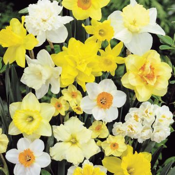 Narcissi Mix