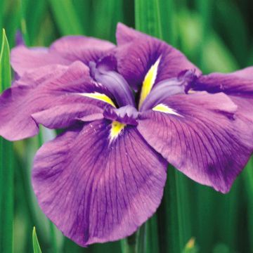Iris ensata (kaempferi) Royal Banner
