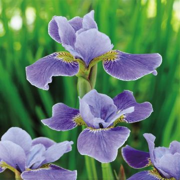 Iris Sibirica Silver Edge