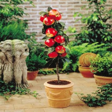 Malus domestica Dwerg Appel Red