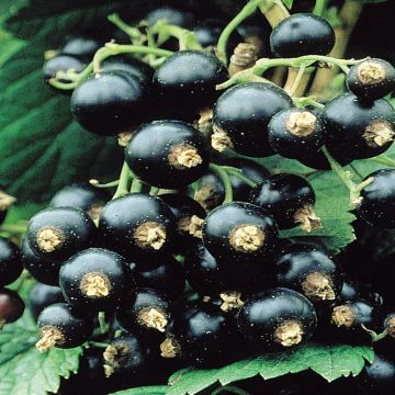 Ribes nigrum Ben Lomond