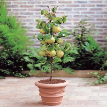 Pyrus dom. Commice de Doyeenne