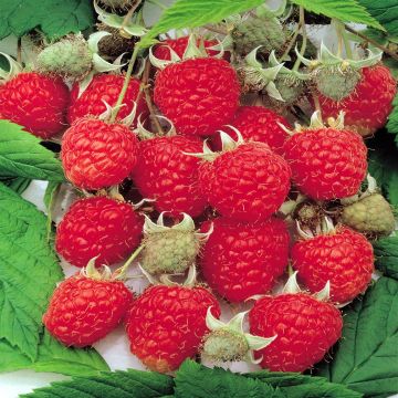 Rubus idaeus 'Raspberry Zeva'