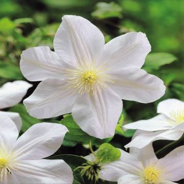Clematis Mad. Le Coutre A