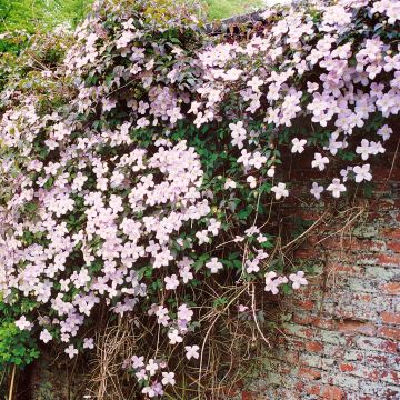 Clematis montana var. 'Rubens' tetra roze