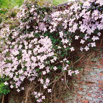 Clematis montana var. 'Rubens' tetra roze