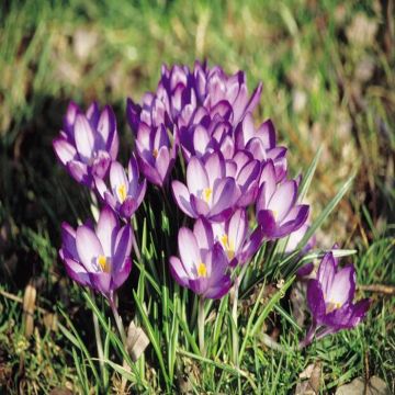 Crocus tomasinianus Ruby Giant
