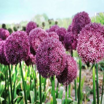 Allium giganteum