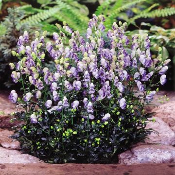 Aconitum Bi-colour