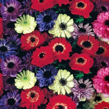 AnemoneStBrigid_DH