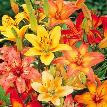 Lilium asiatic mix