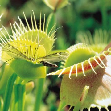 Fly Trap