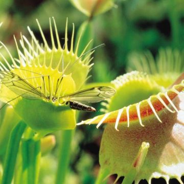 Fly Trap