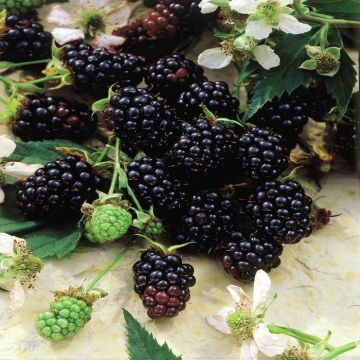 Rubus fruticosus Thornless Evergreen