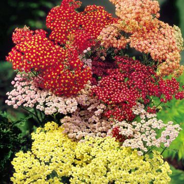 Achillea Mix