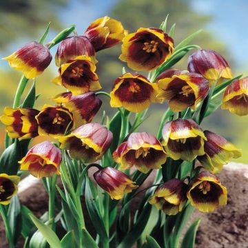 Fritillaria Michaillovskyi