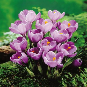 Crocus Remembrance