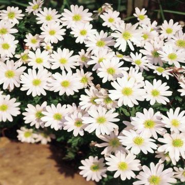 Anemona Blanda White