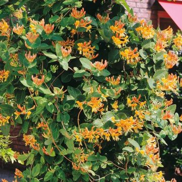 Lonicera Orange