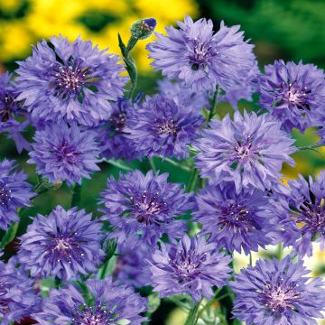 Cornflowers