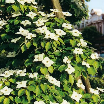 Cornus Florida B