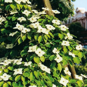 Cornus Florida B