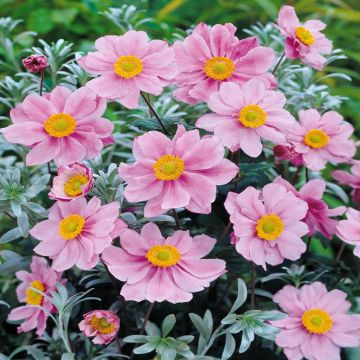 Anemone Serenade