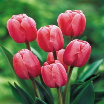 Tulip Darwin Hybrid Pink Impression