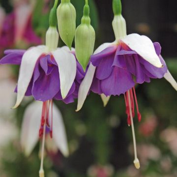 Fuchsia Blue Angel